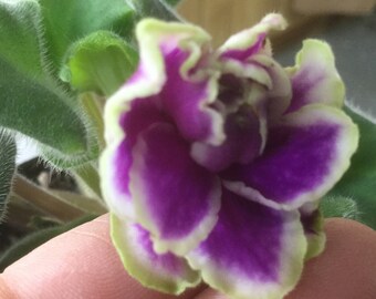 African violet "Red Summitt"