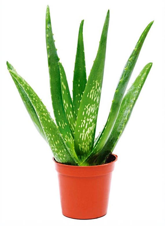 Baby Aloe Vera Air Purifying Plant EASY CARE Live