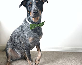 Green & White Polka Dot Calico "Straight" Dog Bow Tie - Polka Dot Dog Collar Accessory - Dog Bowtie - Dog Bows - Dog Bow Tie Wedding