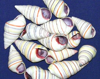 Candy Stripe Tree Snail Shells 1-1/2" ~ Craft Seashells~Select 25 Pcs. Free Shipping