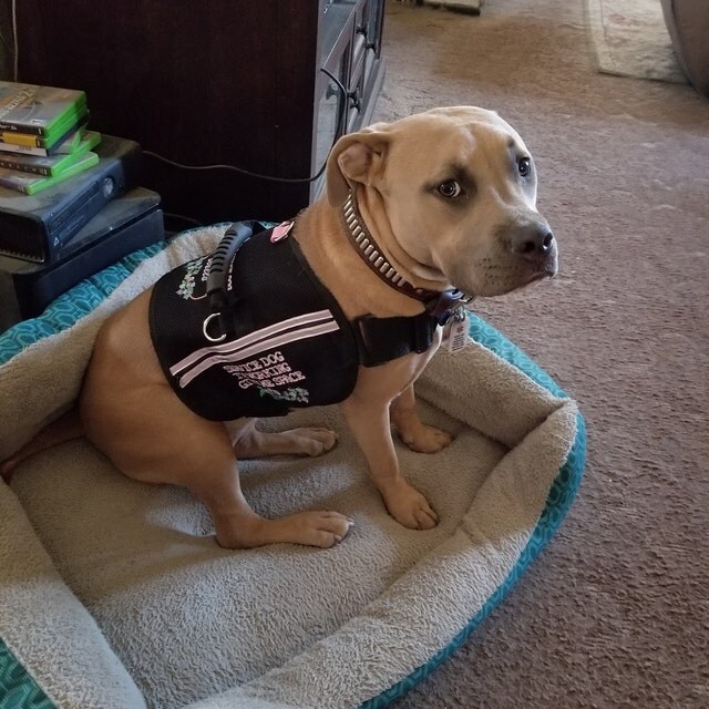 embroidered service dog vest