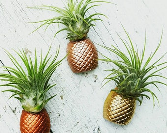 1 Pineapple Real/Living Air Plant magnet w/airplant,Pineapple decor, Air Plant Holder,Air Planter,Indoor Planter, Desk Planter,