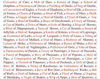 Blank Greetings Card - Collective Nouns for Animals, Birds, Fish and Insects