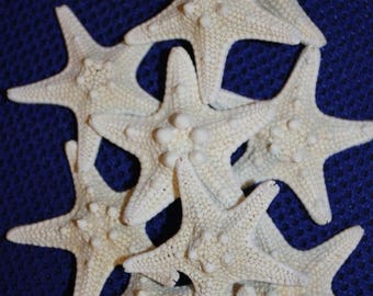 13% OFF 90 small ARMORED starfish, 1-2-1/2", preserved, dried,craft supplies,jewelry supplies,starfish,beach decor,nautical,wedding,supplies