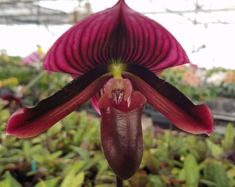 Paphiopedilum 'Pisgah Midnight', live Lady Slipper Orchid, potted