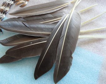 pair natural feathers "mole", good quality, long Native American.
