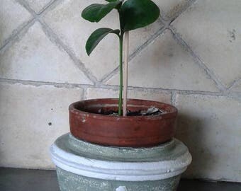 small planter patina green gray and white