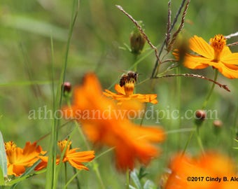 Busy Bees