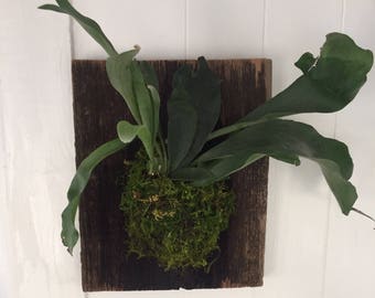 Staghorn Fern Mounted on Barnwood
