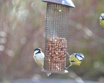 wall, canvas, photo, picture, blue tits, photobomb, nature, wildlife