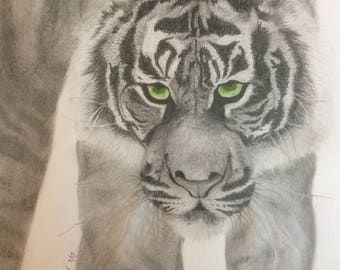 Tiger, an original graphite drawing by Grace Anna