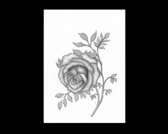 charcoal simple pencil rose drawing charcoal simple pencil rose drawing