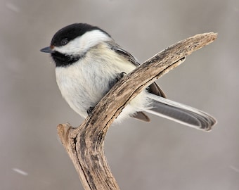 Baby Black-capped Chickadee Bird Painting Open Edition