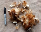 Lot of free range chicken feathers for crafts, display, more DESTASH