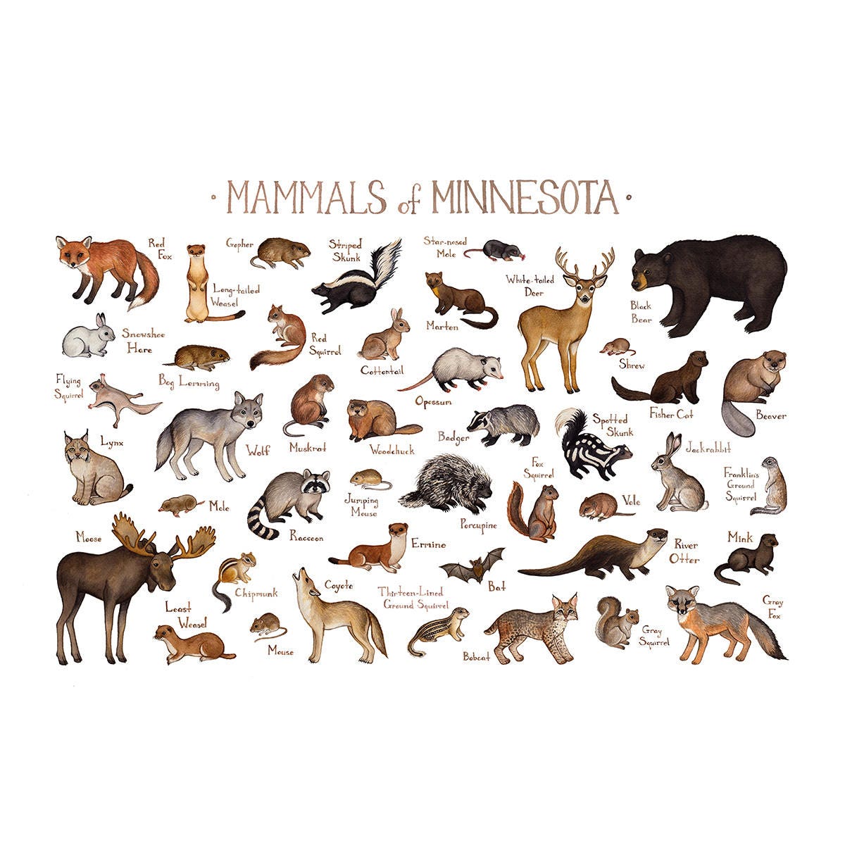 Minnesota Mammals Field Guide Art Print / Animals of