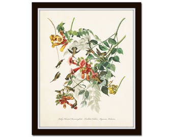 Vintage Audubon Ruby Throated Hummingbirds Bird Prints Giclee Art Print Botanical Vintage Audubon Ruby Throated Hummingbirds Bird Prints Giclee Art Print Botanical