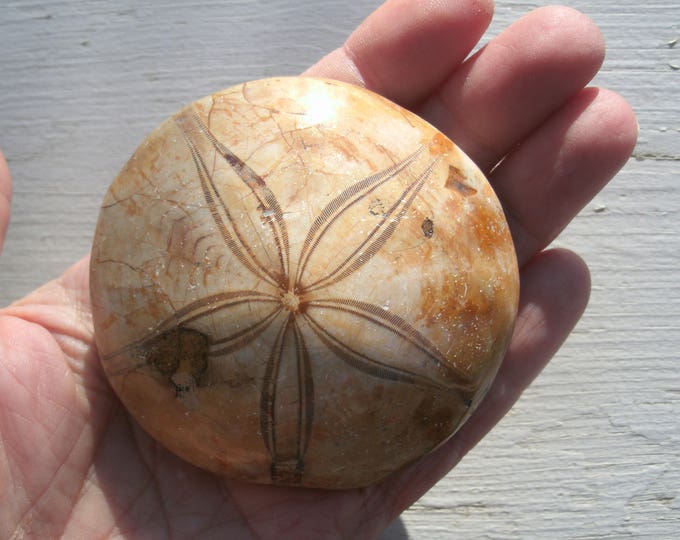 Polished Fossil Sea Urchan, Jurassic Period, 145 to 200 million years old, from Madagascar, 160g, 2 3/4", natural fossil, gift for collector