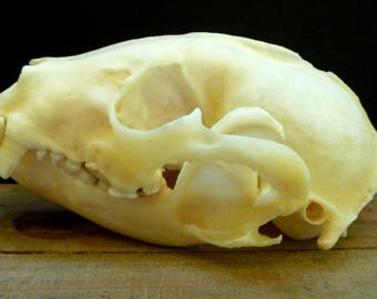 Raccoon skull | Etsy