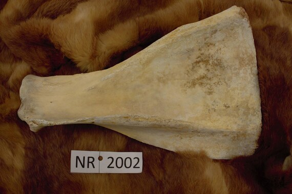 Items similar to Cow Scapula - Natural Bone - NR2002 on Etsy