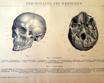 1896 Ancient ANATOMY engraving, odd Skull print,antique human skeleton bones, curiosity oddity amazing cranial plate