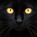 Black Cat