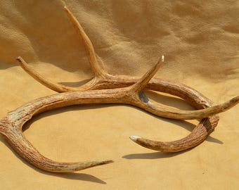 Axis Deer Antlers Matched Set Cut Offs