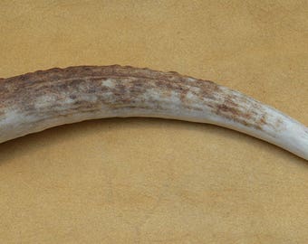 Elk Antler Tip Tine - 7 Inches