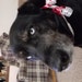 girldogmom