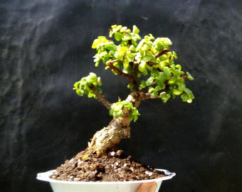 Micro Bonsai - Perfect Bonsai - Very old plant