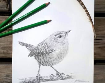 Bird illustration / Original bird drawing