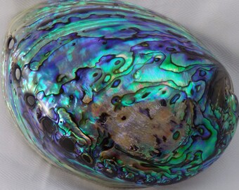 Large Natural Rainbow Shiny Both Side Polished Paua Abalone Shell New Zealand Mineral Seashell