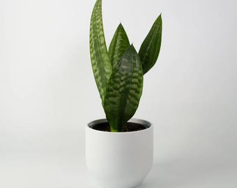 Snake Plant / Mother in Law's Tongue (Sansevieria Zeylanica) Air Purifying Plant - Indoor or Outdoor - Easy Care