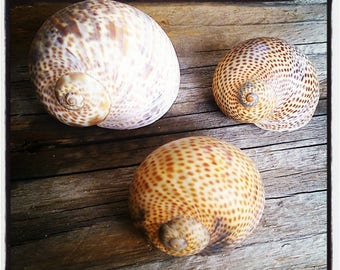 Vintage set of 3 sea SNAIL shells