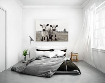 The Twins Two White Calves Photography of Two White Cows