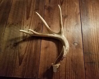 Nice 5 pt Antler Beer Tap Handle, Kegerator Keezer Man Cave Keg Faucet Barware Whitetail Deer Shed Nice Fathers Day Gift