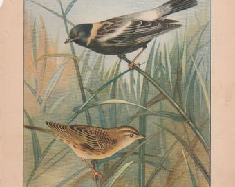 Bobolink/Crow Antique Bird Print 1926 R. E. Todhunter