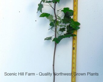 American Sweetgum (Liquidambar styraciflua) Live Potted Plants - 24-36 Inches Tall
