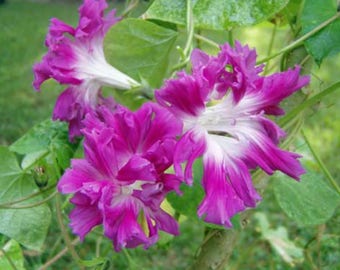 Morning Glory Ipomoea Akahigezaki 5 seeds