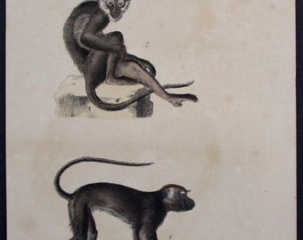 1833 Monkeys, Primates: La Guenon Mangabey, Le Mangabey a collier blanc. Antique Handcolored Lithograph. Original. Natural History.