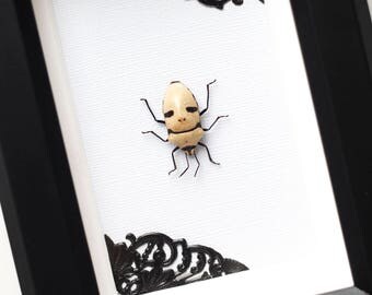 Framed beetle grandis Eucorysses skull