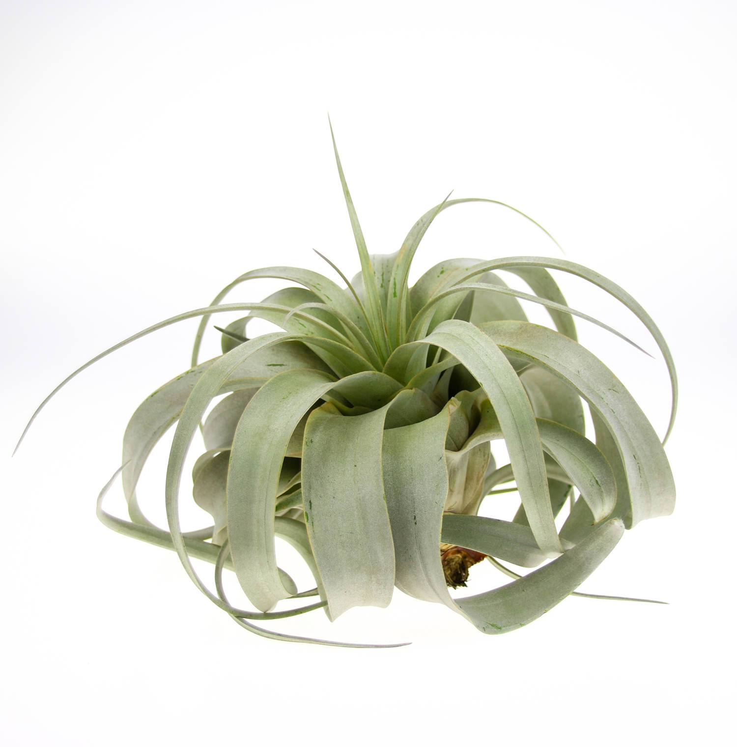 Xerographica Air Plant Large Air Plants for Terrariums