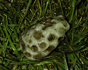 Amazing and Beautiful Honeycomb Petoskey Stone Fossil (Hexagonaria Percarinata)~ Raw, Natural, & Unpolished