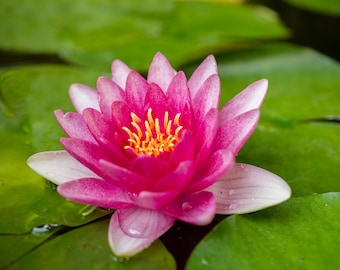 Pink water Lily and Pads