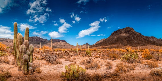 Terrarium Background Beautiful Blue Sky with Cactus and