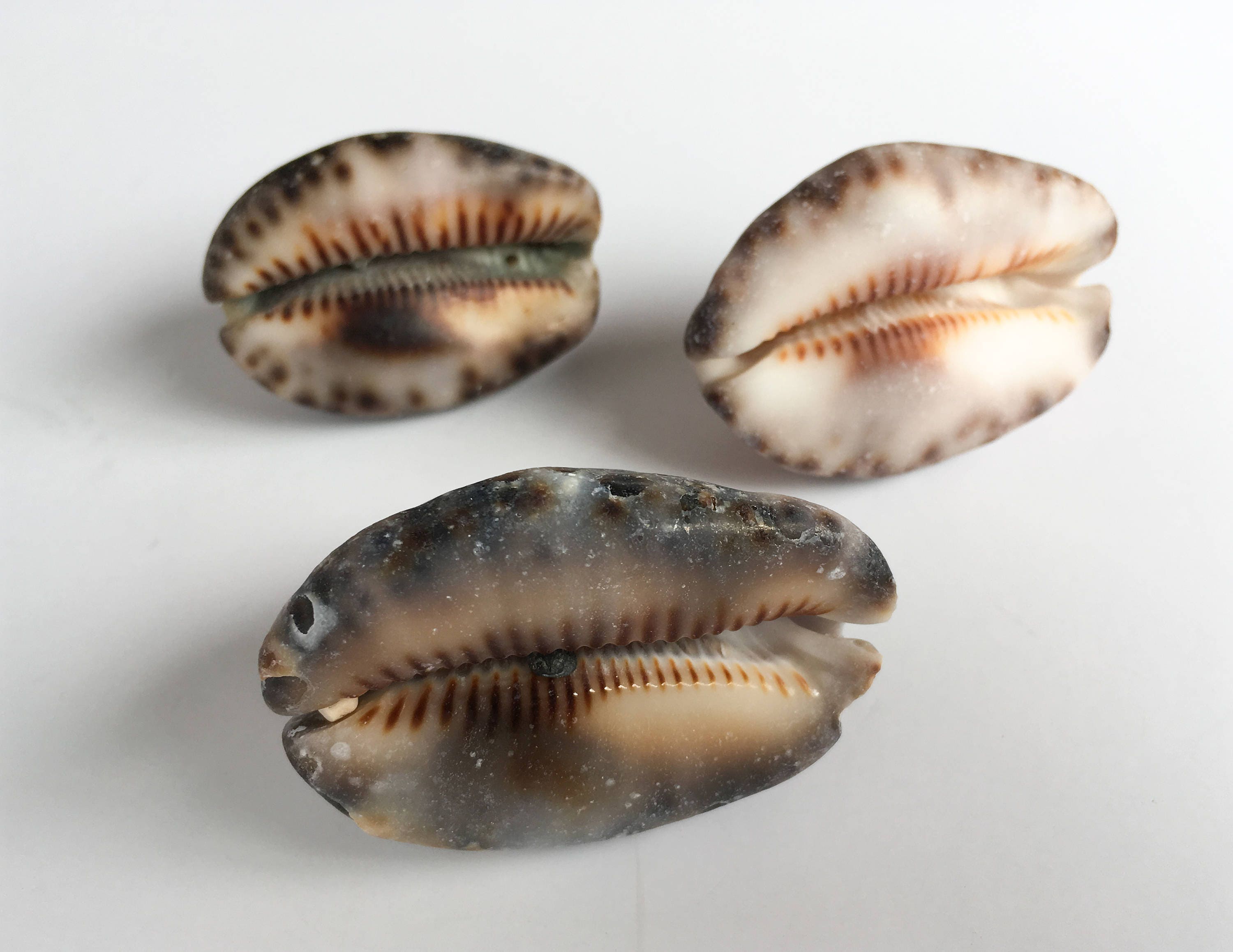 3 Large Beautiful Surf Tumbled Large Cowry Shells Cowrie Shells