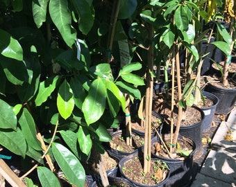 1 Soursop Guanabana Live Plant - In Bearing fruit stage- Mang Cau Xiem Gai- 18 - 24 Inches - m182