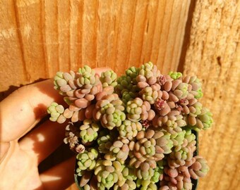 Sedum Dasyphyllum Rare Succulent Plant 2”