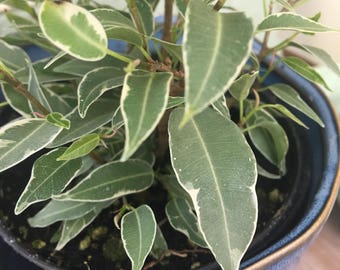 Beautiful! Ficus Nina Plant 4"