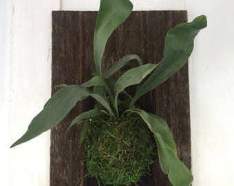 Staghorn Fern Mounted on Barnwood