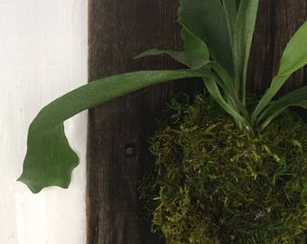 Staghorn Fern Mounted on Barnwood